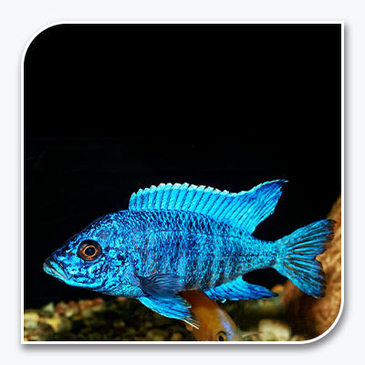 » African Cichlid | Blue Peacock Cichlid (100% off)