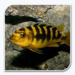 » African Cichlid | Bumble Bee Zebra (100% off)