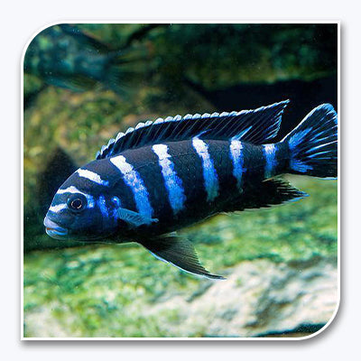 » African Cichlid | Demasoni (100% off)