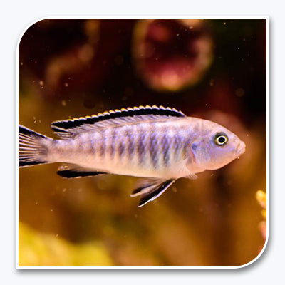 » African Cichlid | Elongatus Cichlid (100% off)