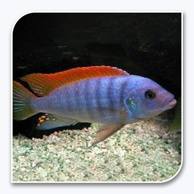 » African Cichlid | Ice Blue Zebra (100% off)