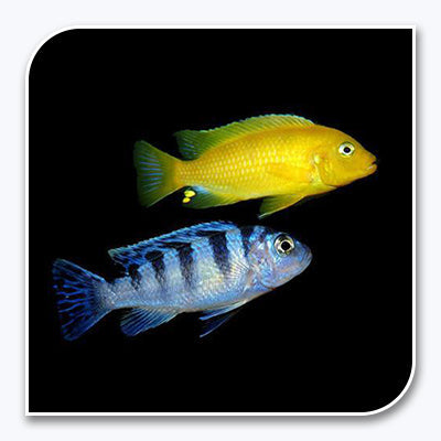 » African Cichlid | Kenyii (100% off)
