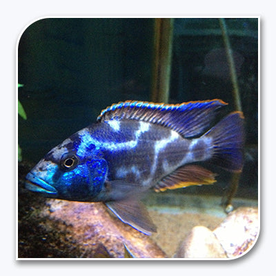 » African Cichlid | Livingstoni (100% off)