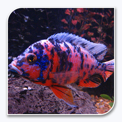 » African Cichlid | O.B. Peacock (100% off)