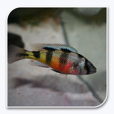 » African Cichlid | Obiquidens (100% off)