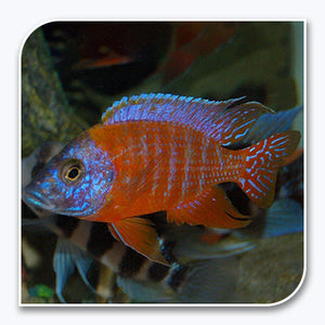 » African Cichlid | Red Peacock (100% off)