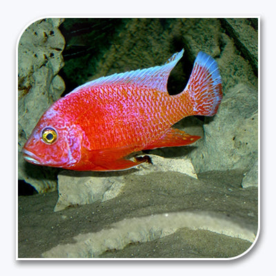 » African Cichlid | Strawberry Peacock/Albino Strawberry Peacock (100% off)