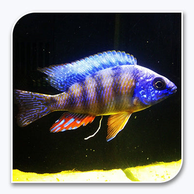 » African Cichlid | Taiwan Reef Cichlid (100% off)