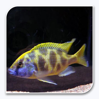 » African Cichlid | Venustus (100% off)