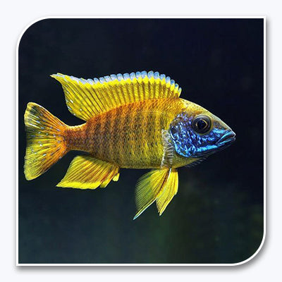 » African Cichlid | Yellow Sunshine Peacock (100% off)