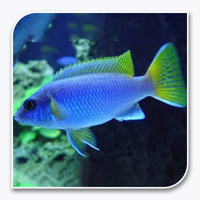 » African Cichlid | Yellow Tail Acei (100% off)