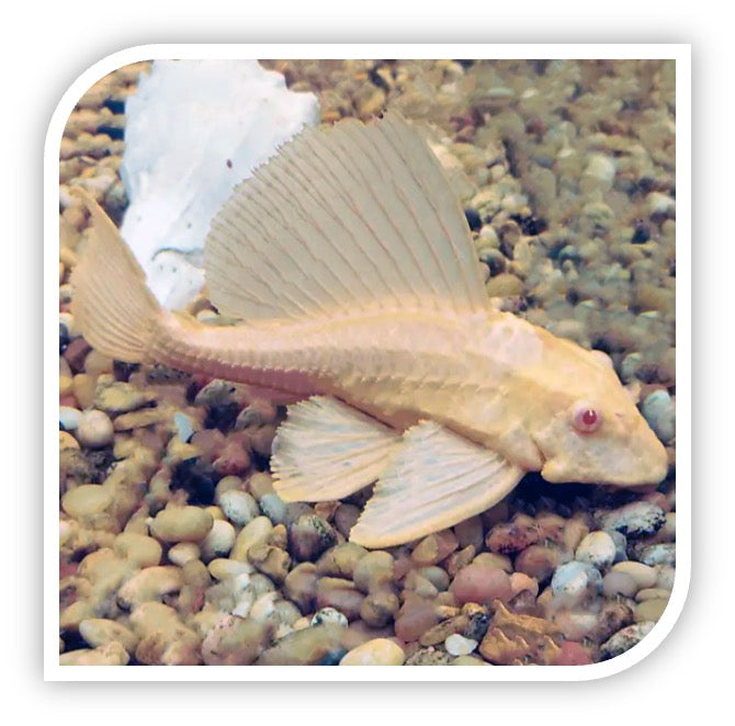 Albino Pleco