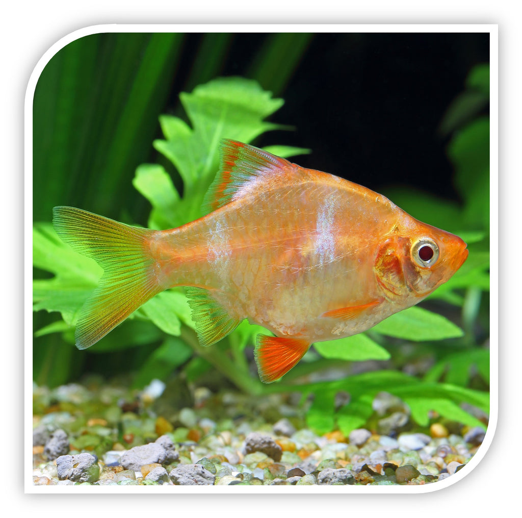 Aquarium Fish for Sale | Barb Fish for Sale | Lowest Pricing Online ...