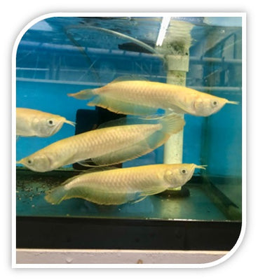 Arowana | Albino Silver Arowana