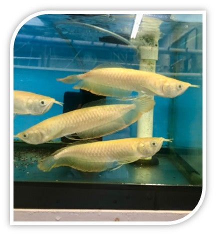 Arowana | Albino Silver Arowana