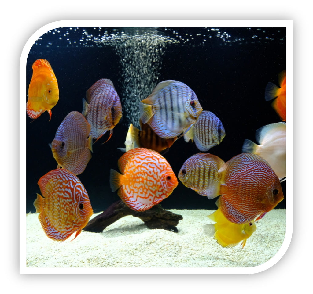 Discus Fish for Sale | Lowest Pricing Online | The iFISH Store