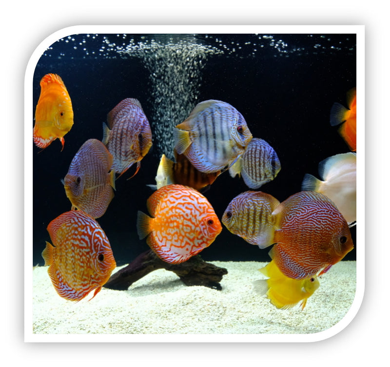 Discus Shop Discus Fish for Sale | Discus | Lowest Prices Online – The iFISH Store