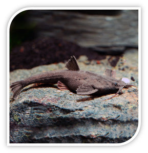 Catfish | Blue Channel Catfish