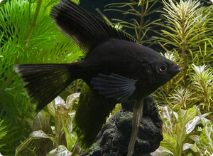 Angelfish | Black Angel