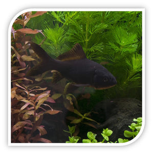 Catfish | Striped Raphael Catfish