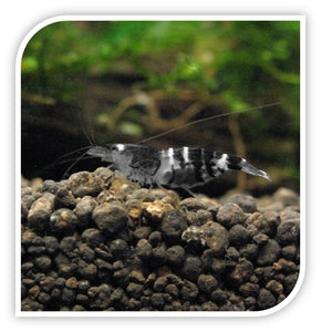 Invertebrates | White Lobster