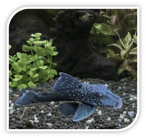 Plecostomus | Snowball Pleco