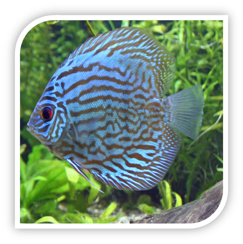 Blue Turquoise Discus