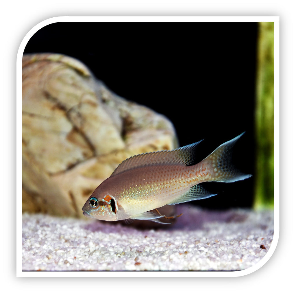 African Cichlid | Brichardi Cichlid - Cichlids For Sale | The iFISH Store