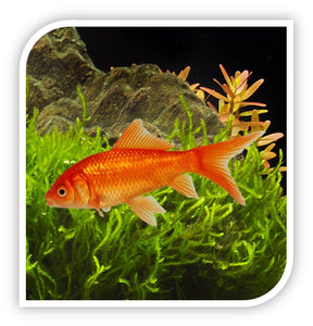 Catfish | Striped Raphael Catfish