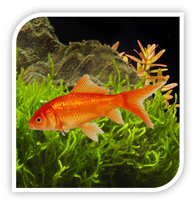 Comet Goldfish