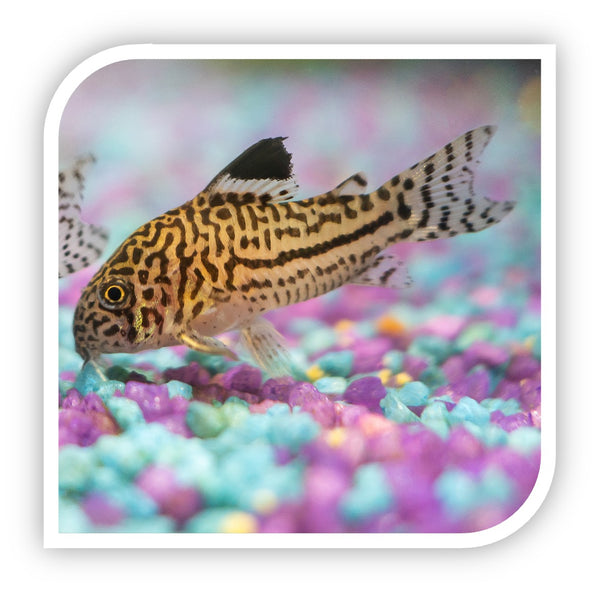 ジュディス ガイガー JUDITH  「Coris Fish」 hqdefault.jpg