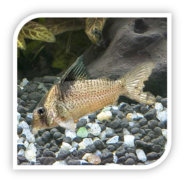 Corydoras Melanistius