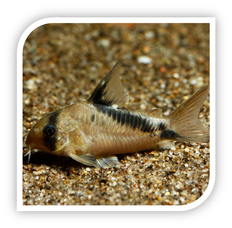 Corydoras Matae