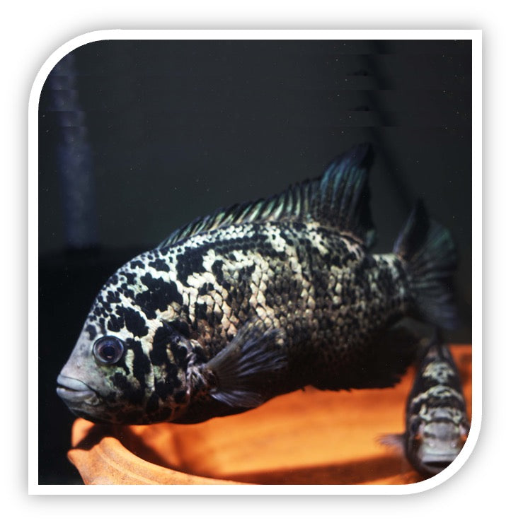 Cubar Fish Aquarium Fish for Sale | Cichlid Fish for Sale | Lowest Pricing Online ...