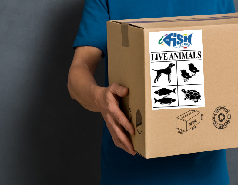 Quarantine and Shipping - Online Aquarium and Fish Store | The iFISH Store