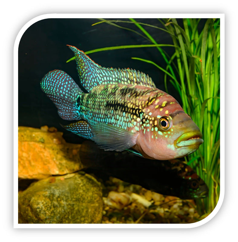 Jack Dempsey Cichlid