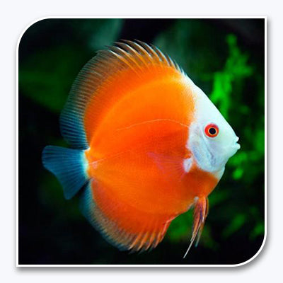 » Discus | Red Melon Discus (100% off)
