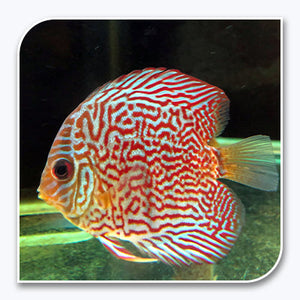 » Discus | Snake Skin Discus (100% off)
