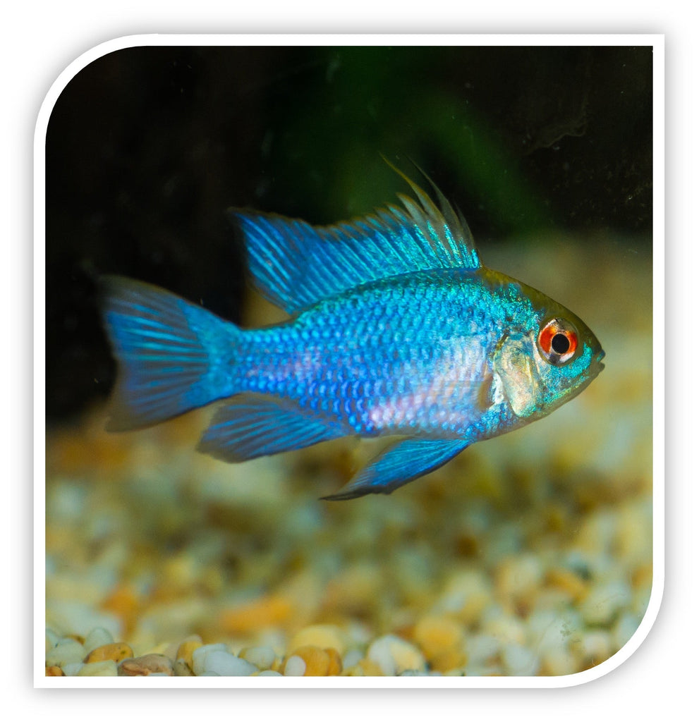 Aquarium Fish for Sale | Cichlid Fish for Sale | Lowest Pricing Online ...