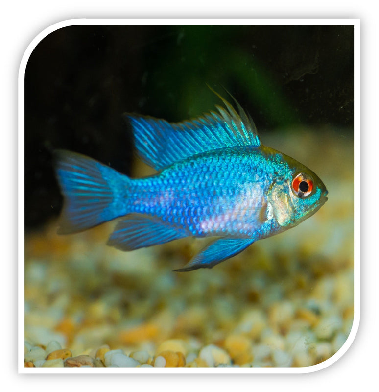 Electric Blue Hi Fin Ram