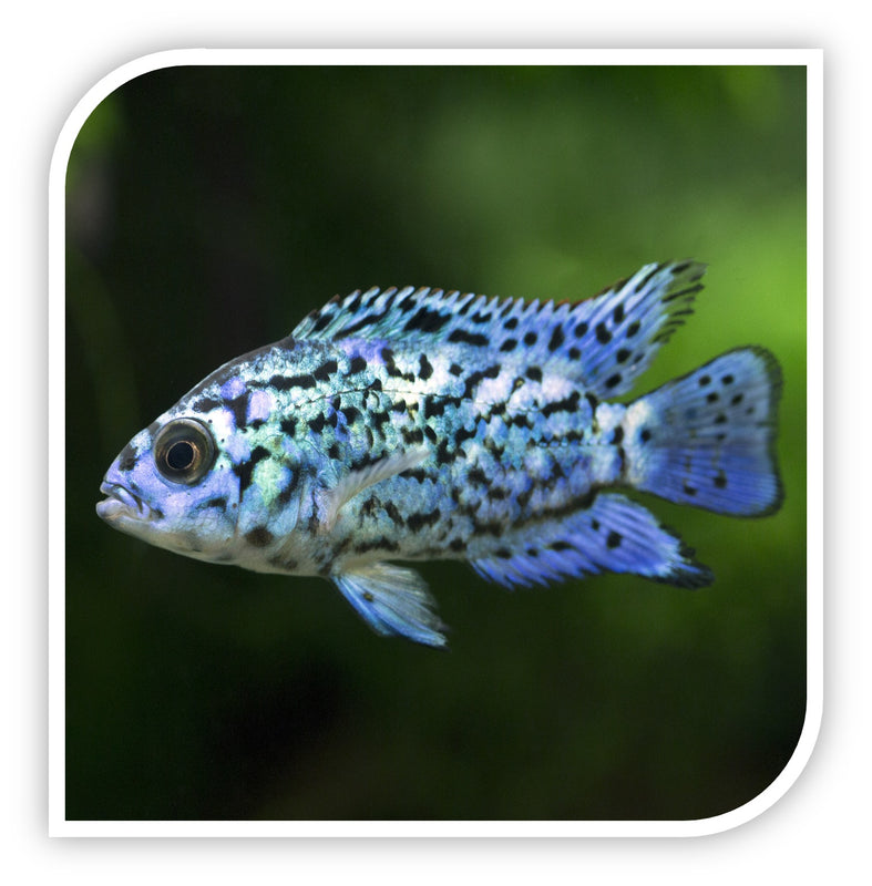 Electric Blue Jack Dempsey Cichlid