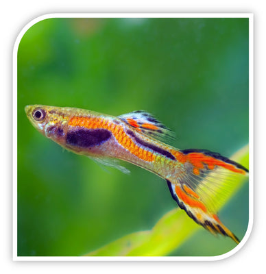 Guppy | Endler's Livebearer Guppy