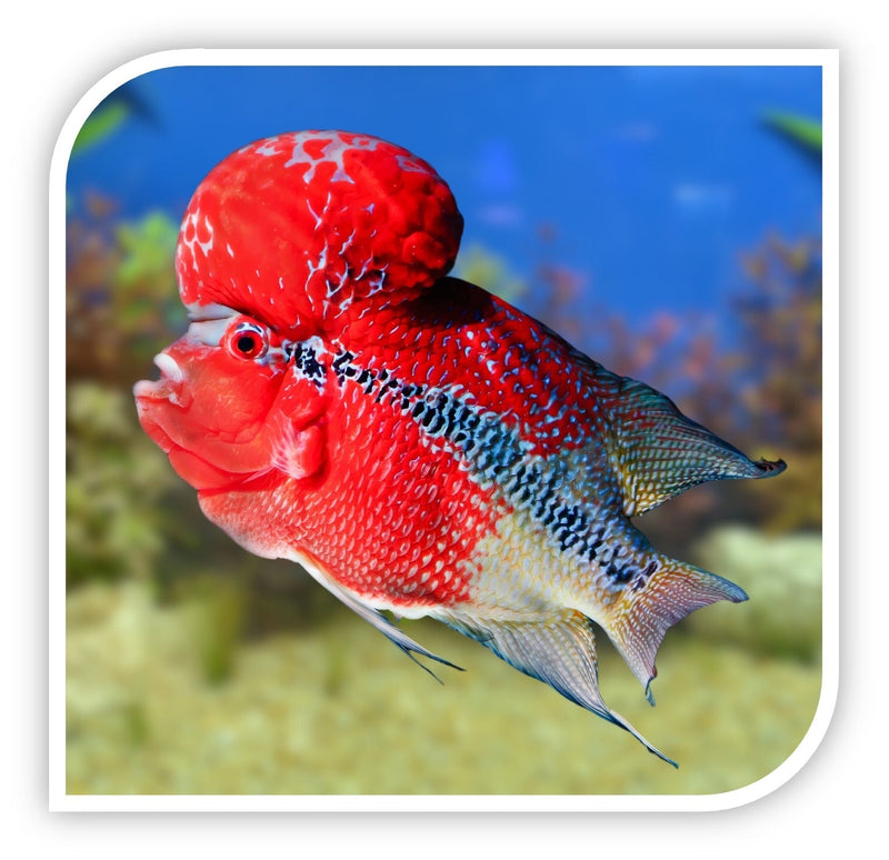 Flower Horn Cichlid