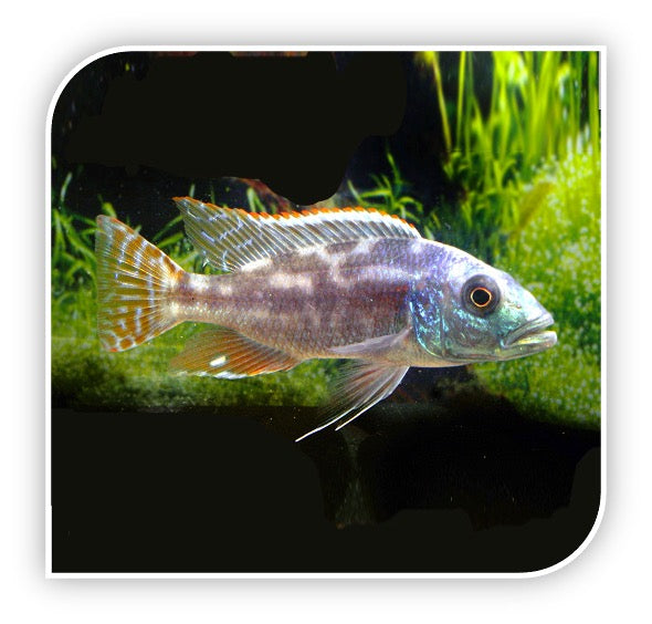 » African Cichlid | Fuscotaeniatus (100% off)