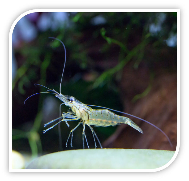 Buy ghost shrimp online best sale