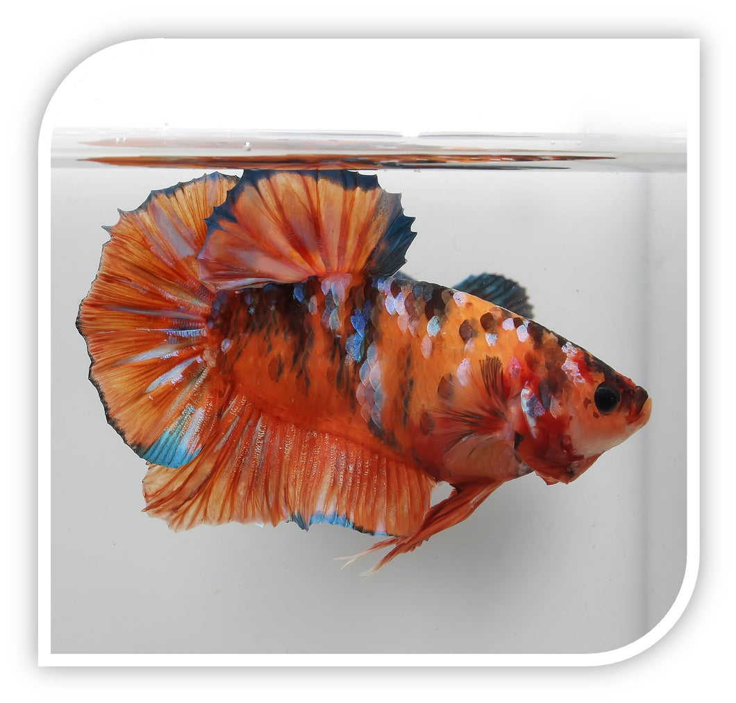 Bettas Giant Betta Shop Freshwater Fish The iFISH Store