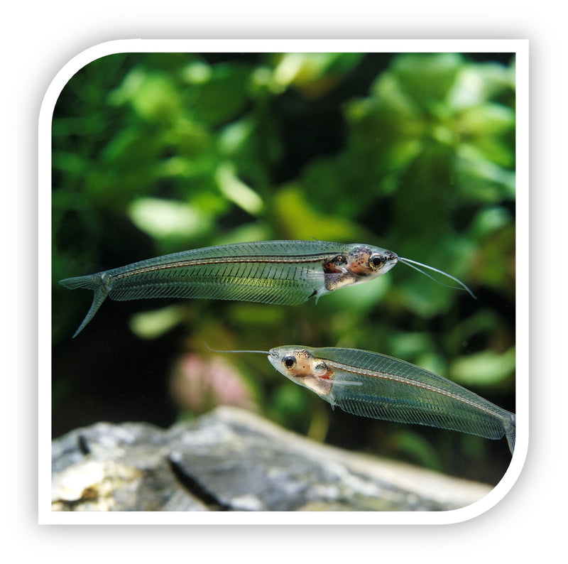 Glass Catfish