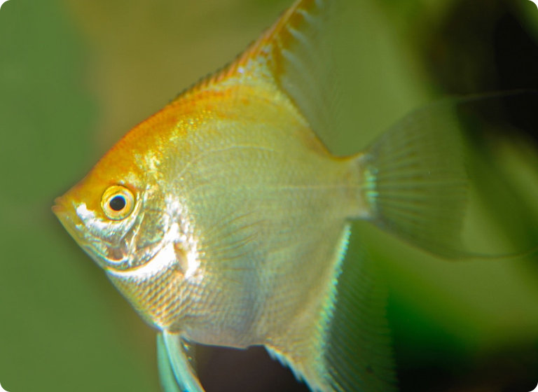 Angelfish | Gold Angel - Online Aquarium Fish | The iFISH Store