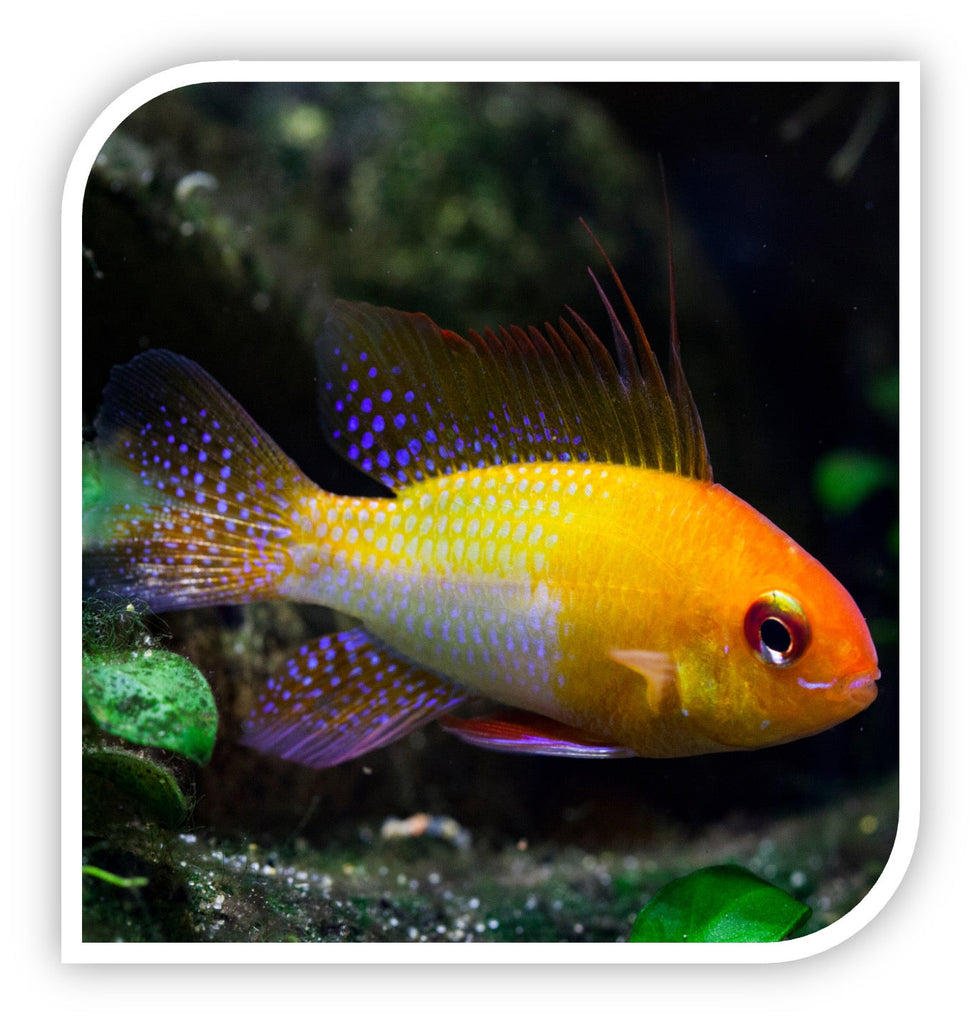 Aquarium Fish for Sale | Cichlid Fish for Sale | Lowest Pricing Online ...