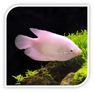 Gourami | Blue Paradise Gourami